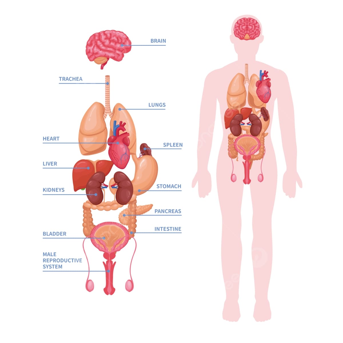 pngtree-human-organ-planing-png-image_7033531.jpg